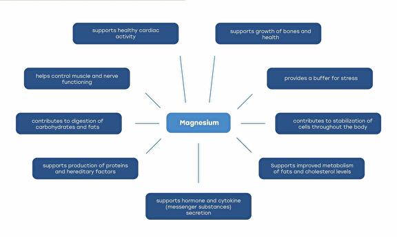 Role of magnesium in the body